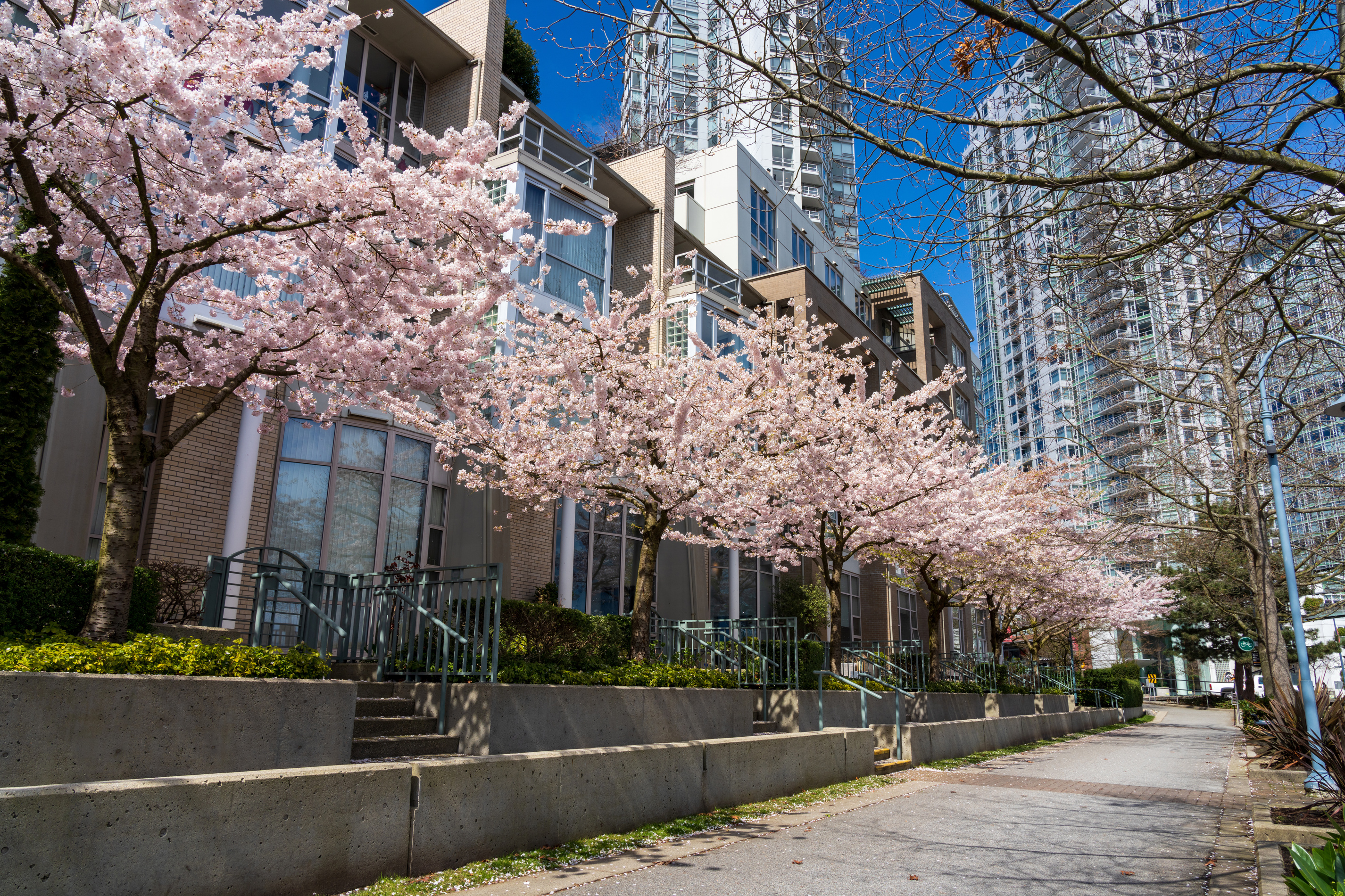 Blooming Cherry Blossoms in CIty
